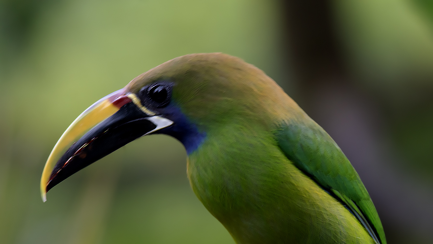Northern Emerald-Toucanet
